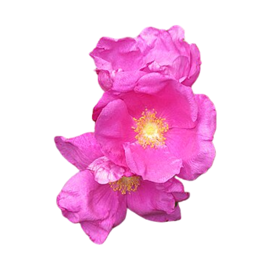 Rosa Rugosa