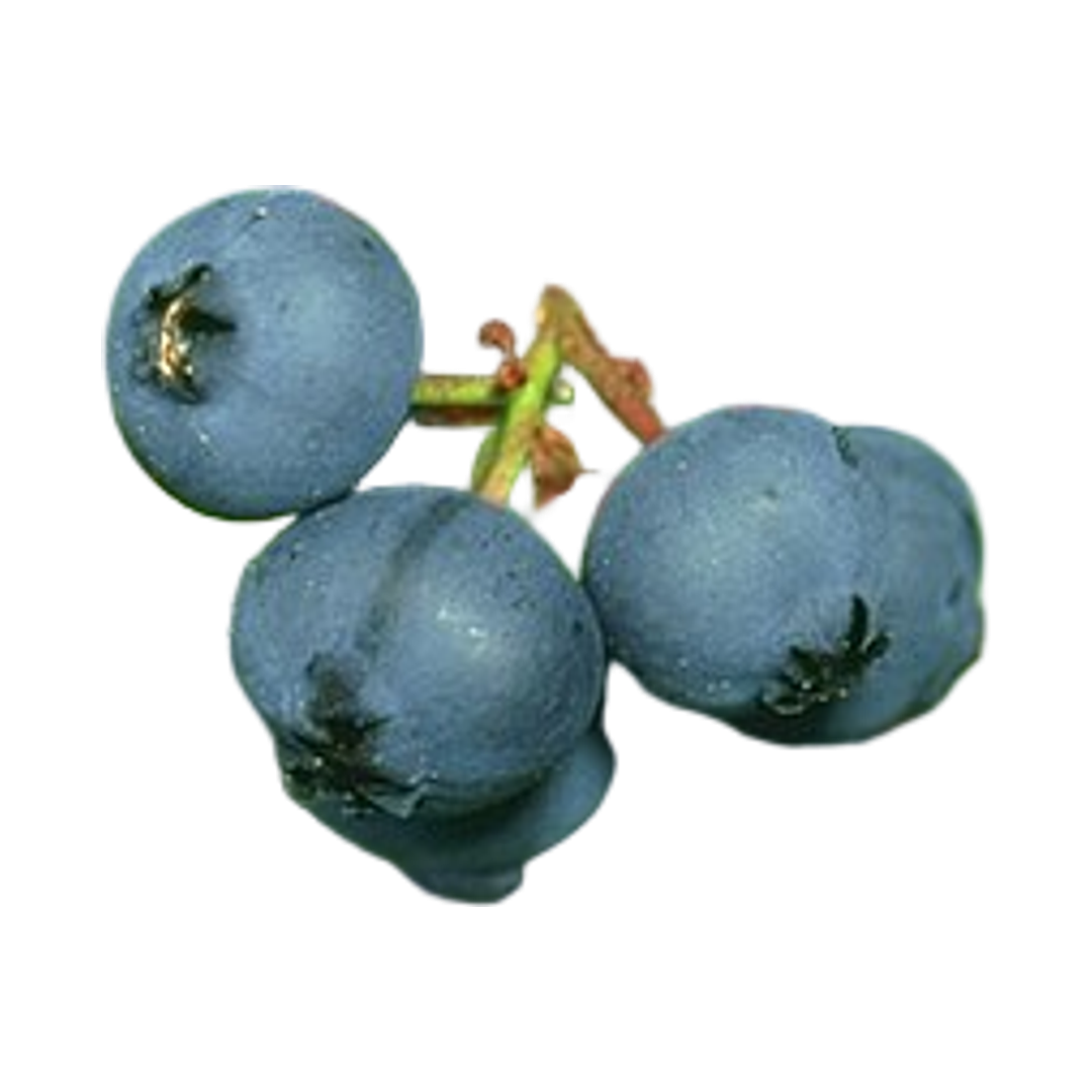 Wild Blueberries